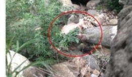 今日爆料北京怀柔苏峪口,北京隐秘的自然秘境新发现